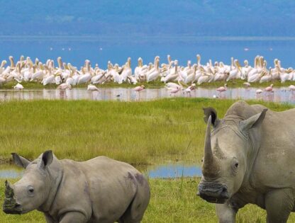 10-Days-Tanzania-safari-all-northern-parks-in-1-trip-wildebeest-migration-1920x800