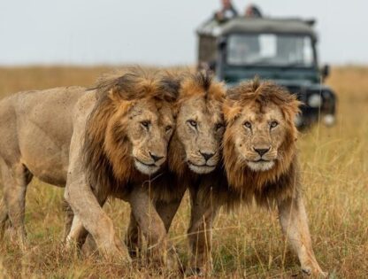 4-Days-Serengeti-Wildlife-Safari-750x450