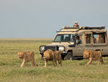 Serengeti-National-Park-Reviews
