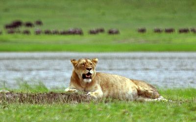 silver-travellers-tanzania-highlight-safari-thumbnail-400x250-1